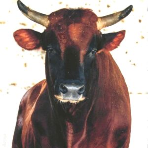 Coincard Malta 2025 2 Euro Commemorativi Mucca